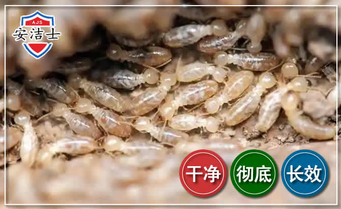 镇海区白蚁防治