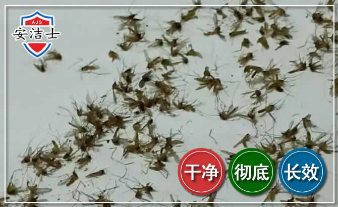 镇海区苍蝇防治-灭蝇