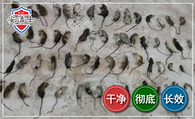 镇海区鼠害防治-灭鼠