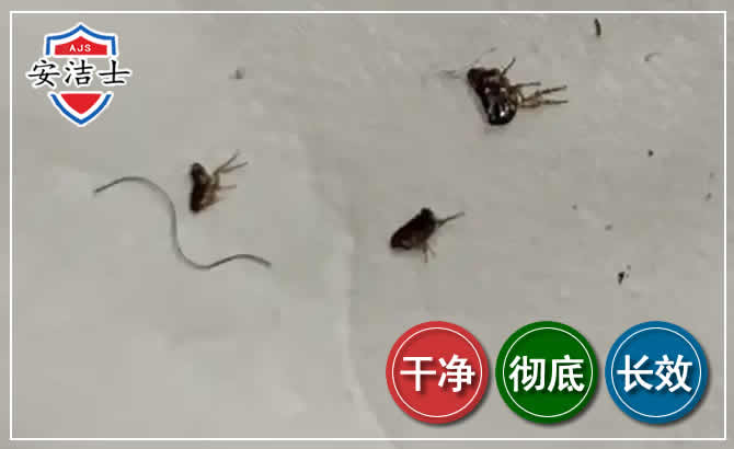 镇海区跳蚤防治-灭跳蚤