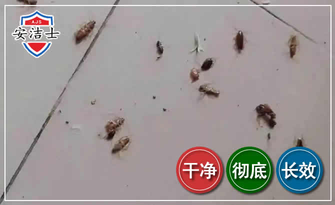 镇海区蟑螂防治-灭蟑螂