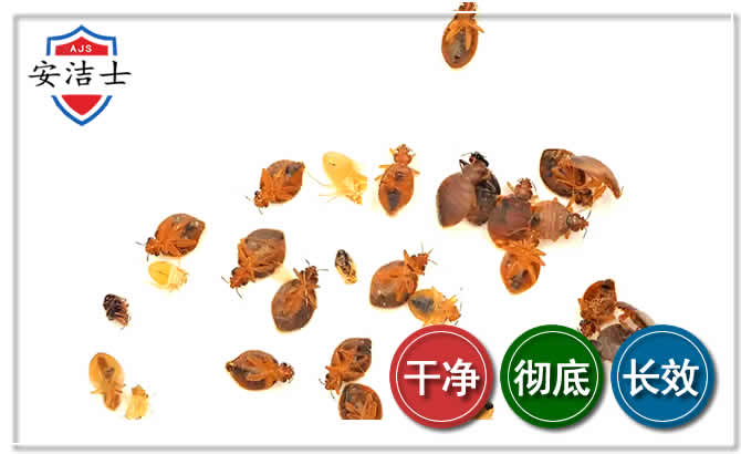镇海区臭虫防治-消灭臭虫